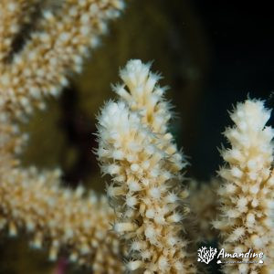 Cnidaires » Hexacolliaires » Corail dur