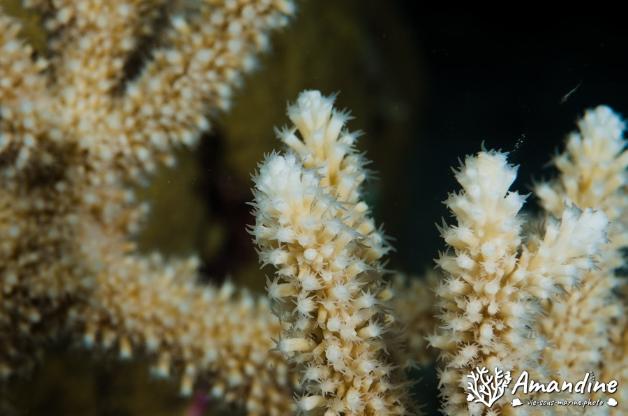 Corail dur