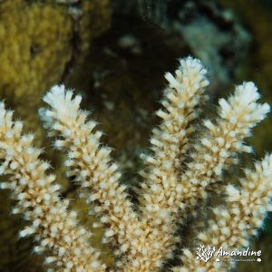 Cnidaires » Hexacolliaires » Corail dur