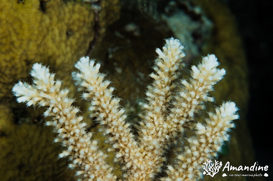 Corail dur