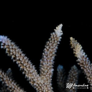 Cnidaires » Hexacolliaires » Corail dur