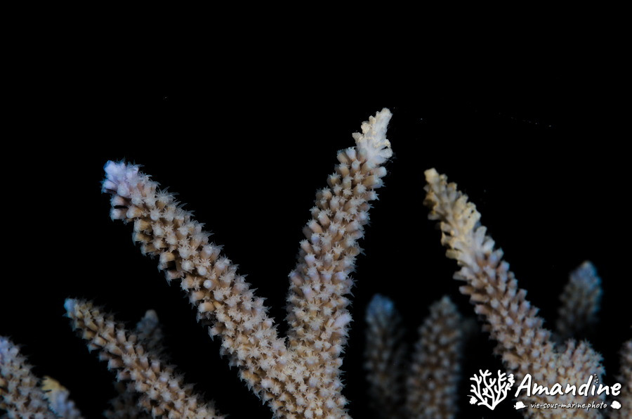 Corail dur