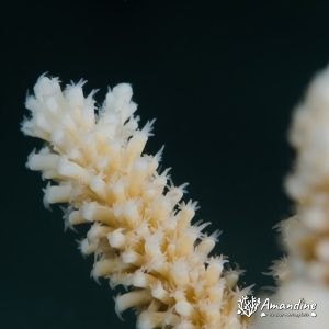 Cnidaires » Hexacolliaires » Corail dur