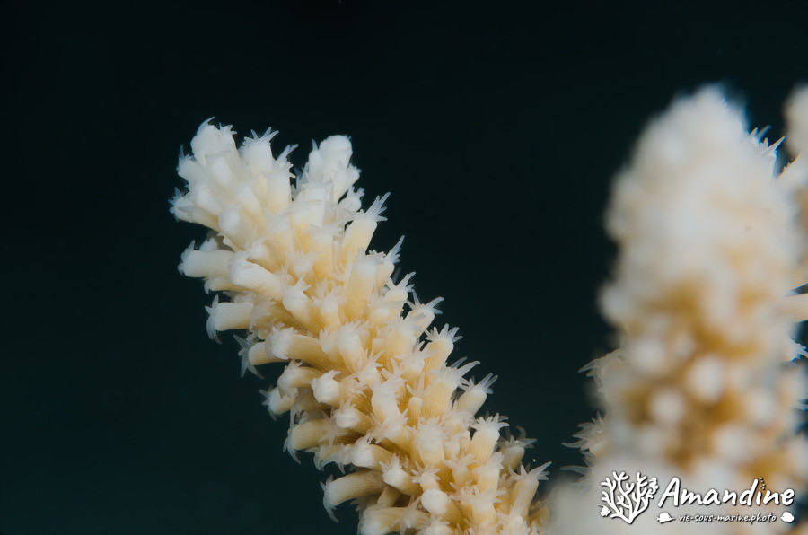 Corail dur