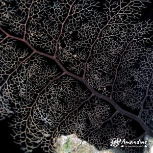 Échinodermes » Ophiure » Gorgonocéphale