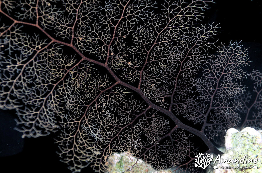 Gorgonocéphale