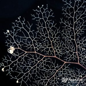 Échinodermes » Ophiure » Gorgonocéphale
