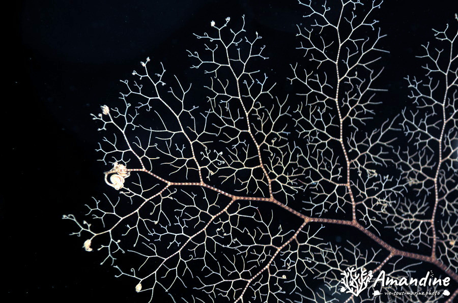 Gorgonocéphale