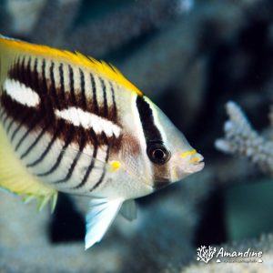 Vertébrés » Poissons osseux » Poisson-papillon