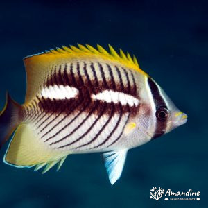 Vertébrés » Poissons osseux » Poisson-papillon