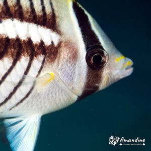Vertébrés » Poissons osseux » Poisson-papillon