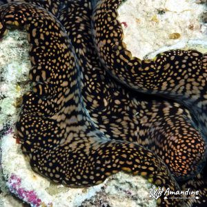 Mollusques » Bivalve » Bénitier