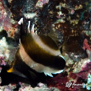 Vertébrés » Poissons osseux » Poisson-bannière
