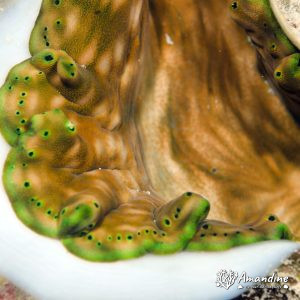 Mollusques » Bivalve » Bénitier