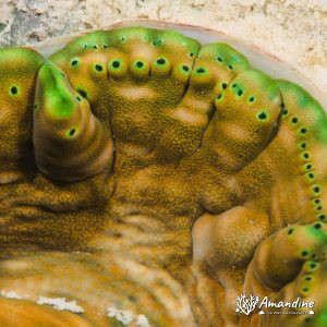 Mollusques » Bivalve » Bénitier