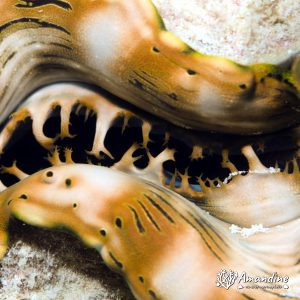 Mollusques » Bivalve » Bénitier