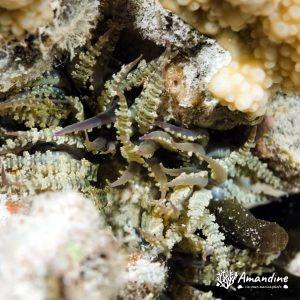 Cnidaires » Hexacolliaires » Anémone de mer