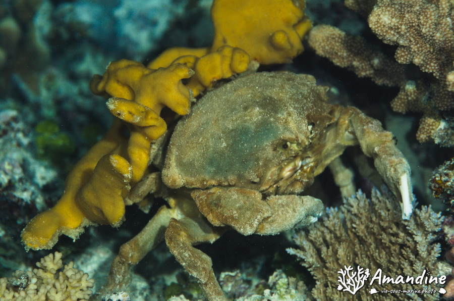 Crabe