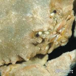 Crustacés » Crabe