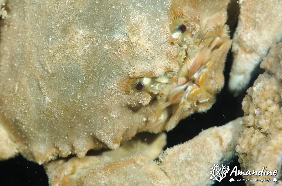 Crabe