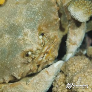 Crustacés » Crabe