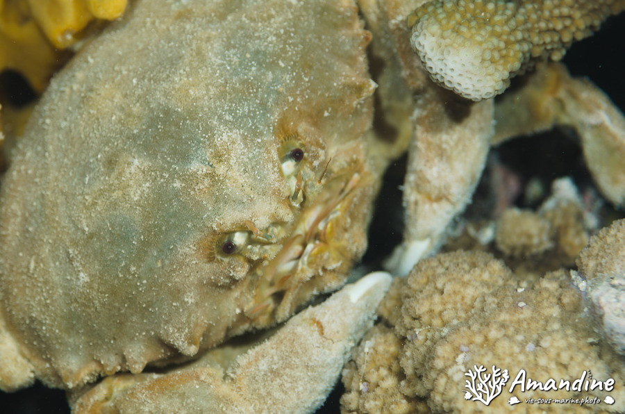 Crabe