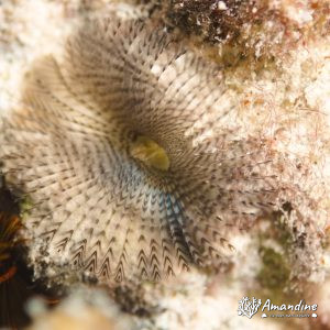 Organismes vermiformes » Annélide » Ver tubicole