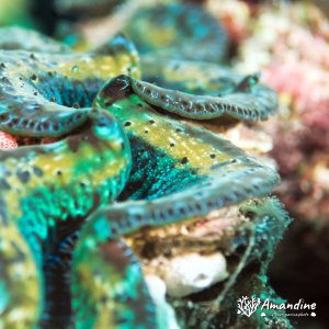 Mollusques » Bivalve » Bénitier