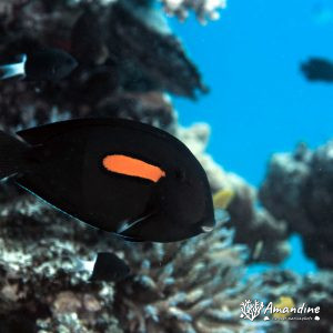 Vertébrés » Poissons osseux » Poisson-chirurgien
