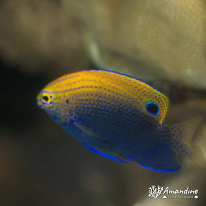 Vertébrés » Poissons osseux » Poisson-demoiselle