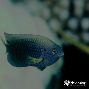 Vertébrés » Poissons osseux » Poisson-demoiselle