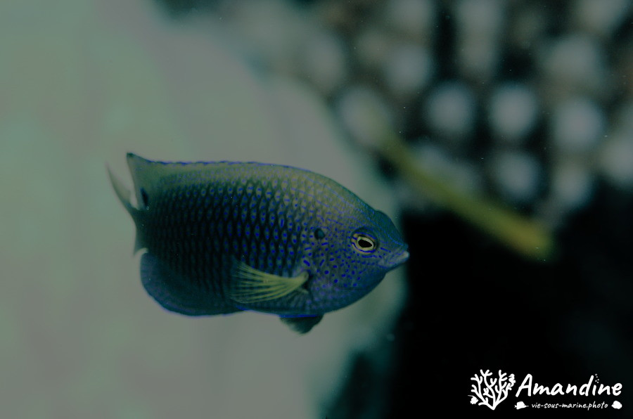 Poisson-demoiselle
