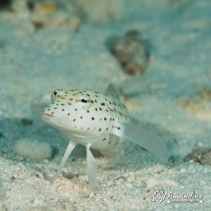 Vertébrés » Poissons osseux » Parapercis