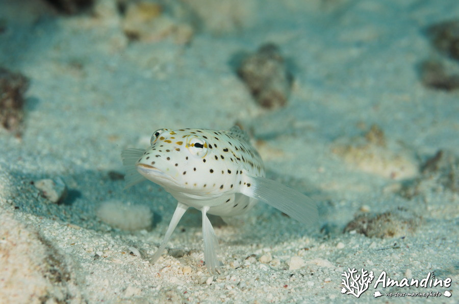 Parapercis