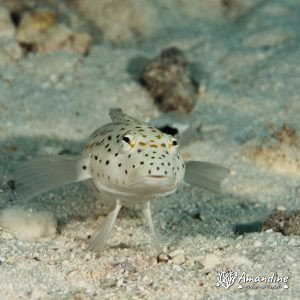 Vertébrés » Poissons osseux » Parapercis
