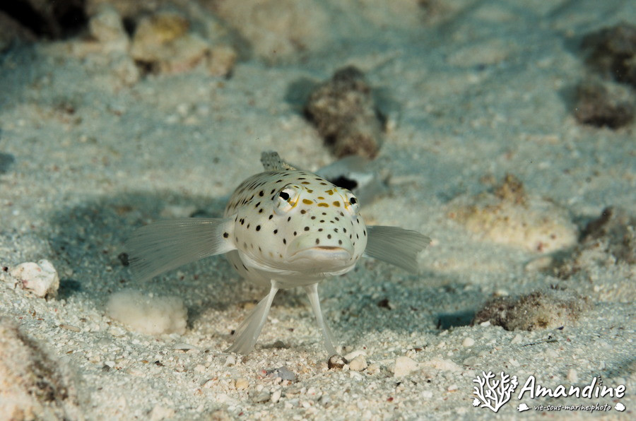 Parapercis