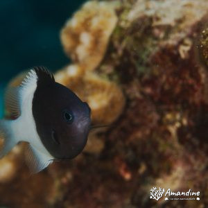 Vertébrés » Poissons osseux » Poisson-demoiselle