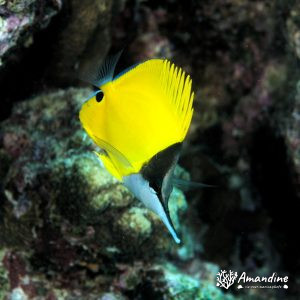 Vertébrés » Poissons osseux » Poisson-papillon