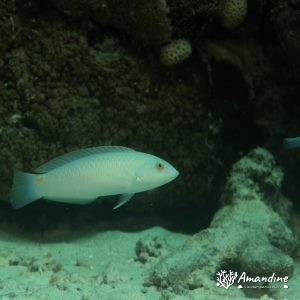 Vertébrés » Poissons osseux » Labre