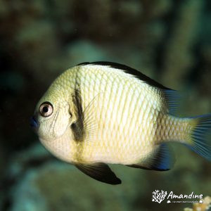 Vertébrés » Poissons osseux » Poisson-demoiselle