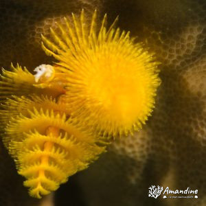 Organismes vermiformes » Annélide » Ver tubicole » Spirobranchus corniculatus