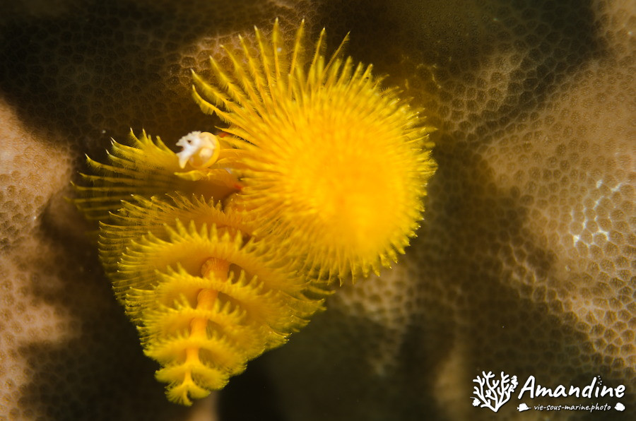 Spirobranchus corniculatus