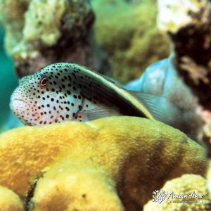 Vertébrés » Poissons osseux » Poisson-épervier