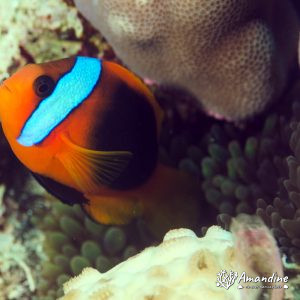 Vertébrés » Poissons osseux » Poisson-clown