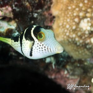 Vertébrés » Poissons osseux » Canthigaster » Canthigaster valentini
