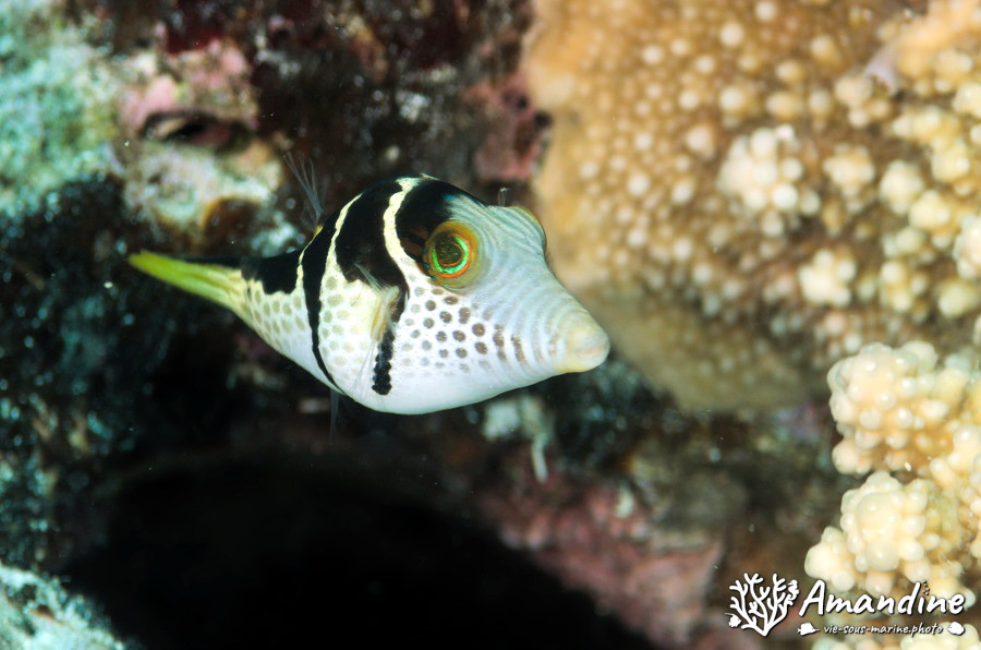 Canthigaster valentini