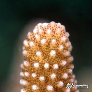 Cnidaires