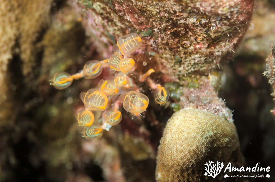 Clavelina detorta