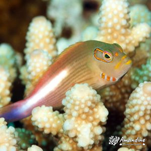 Vertébrés » Poissons osseux » Poisson-épervier