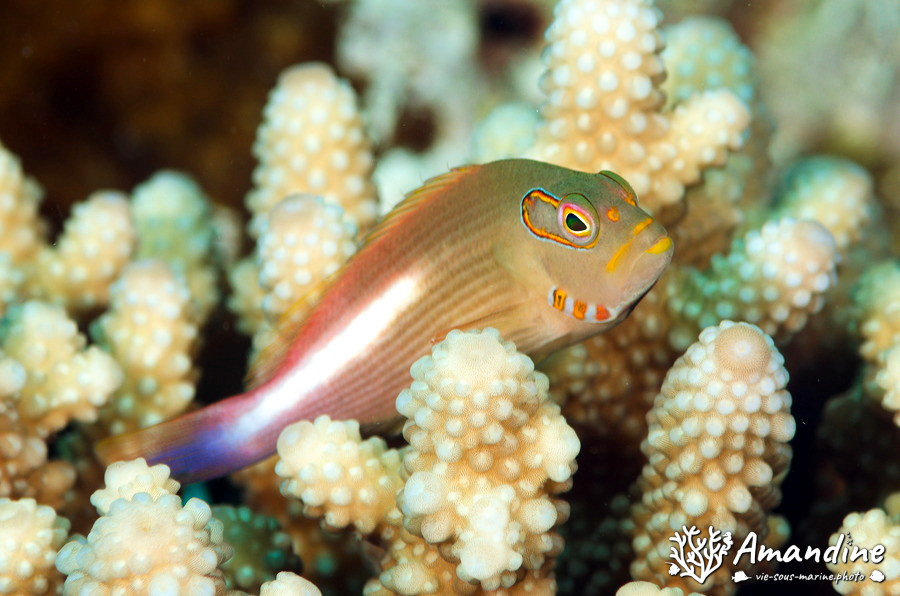 Poisson-épervier